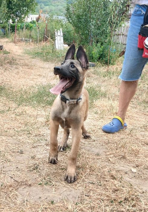 Ciobănesc Belgian Malinois