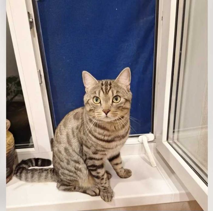 Вязка бенгальского кота