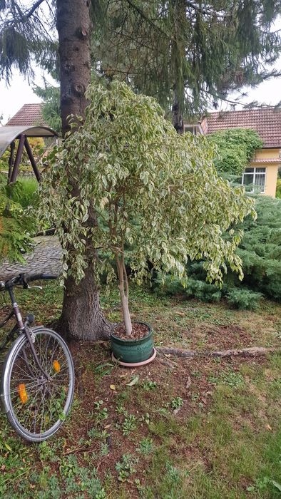 Copac ornamental ficus benjamina