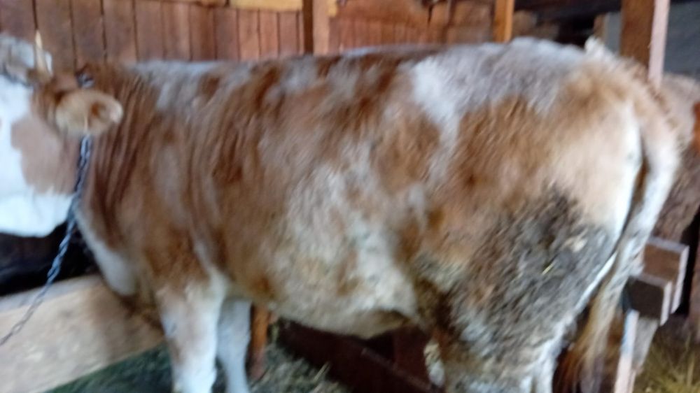 Vând 2 visele pret negociabil la telefon