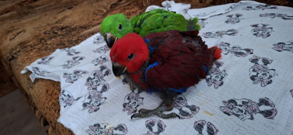 Ръчно хранени папагали Еклектус
