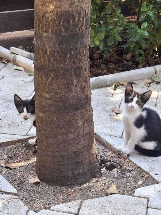 PISOI GRATUIT in Bucuresti