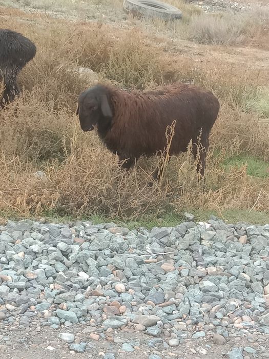 Қой баран сатылады