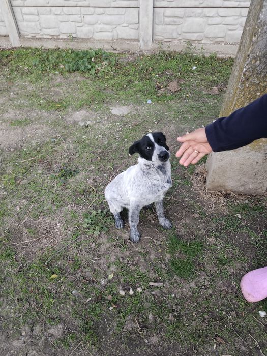 Donez o cățelușă