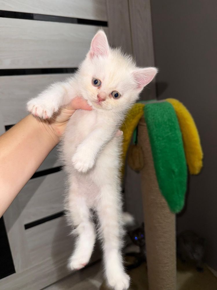 Британские котята