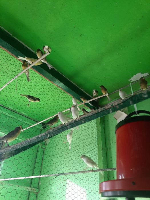 Canari femele rasa ORPHEUS