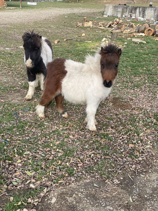 Mini pony shetlander