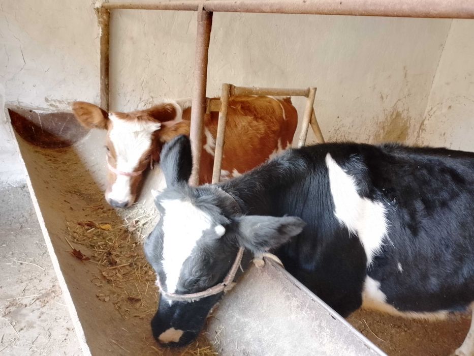 Икта тонача сотилади зоти тоза