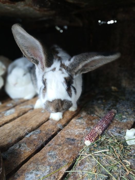 Vand iepuri crescuti de casa 200ron bucata