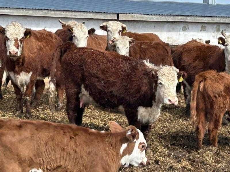 Крупно рогатый скот в количестве 34 голов