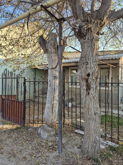 Отдам на дрова два дерева карагач