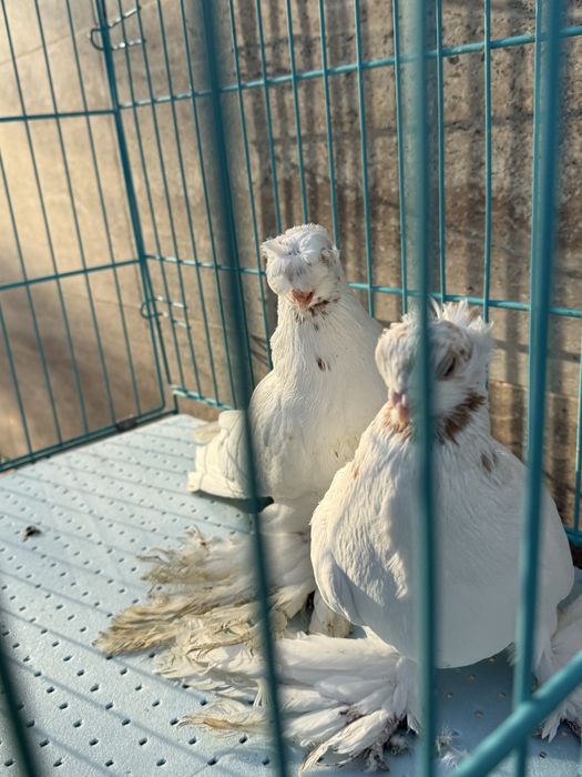 Годуби срочно соч белый челкар