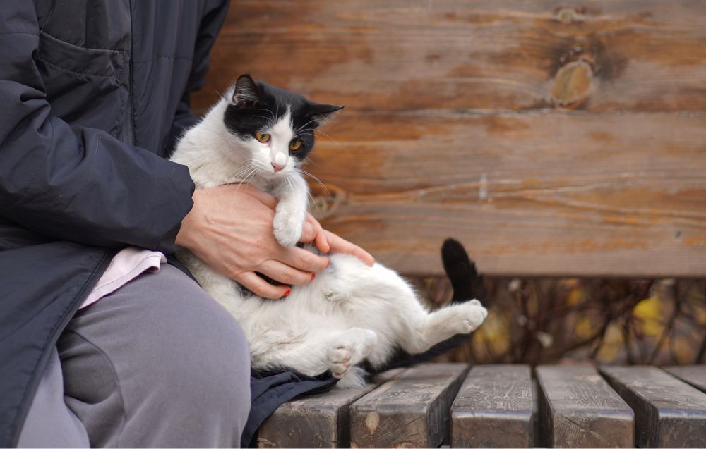 Кошечка БУСИНКА и ее братики в поисках дома!