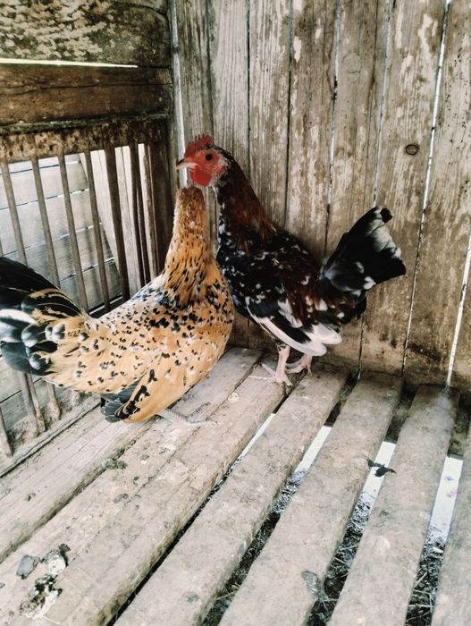 Карлики бентамка