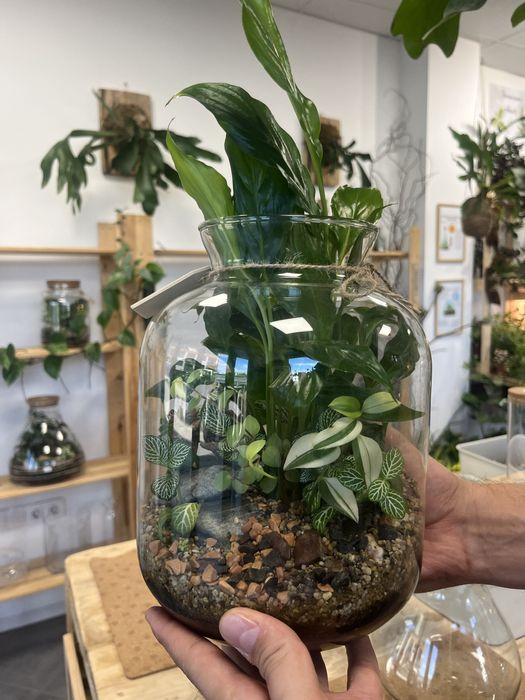 Мини терариуми с живи растения, екосистема в буркан