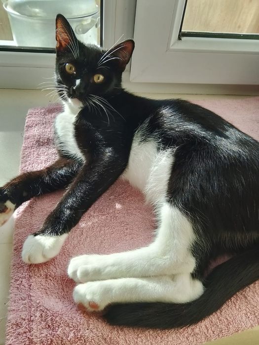 Красавец-кот ищет любящий дом!