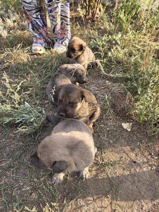 Отдам в добрые руки щенят