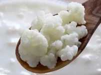 Ciuperca de kefir (ciuperca tibetana)