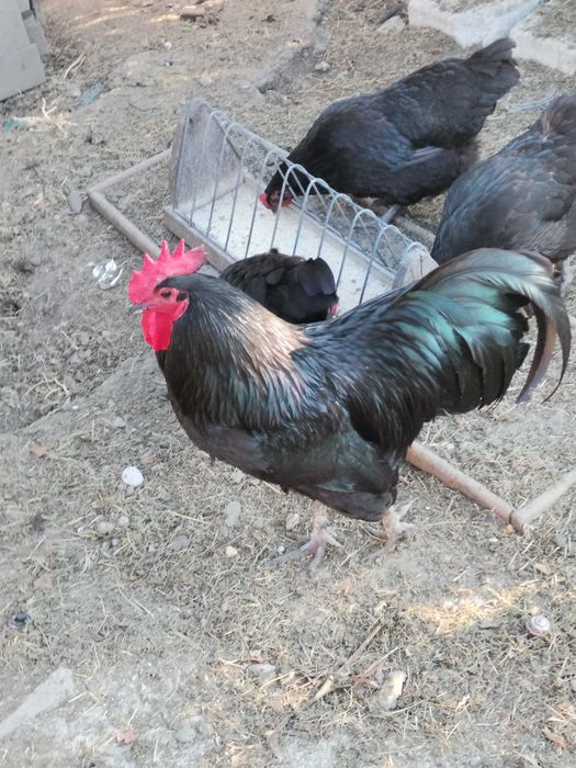 Cocos austrolop negru