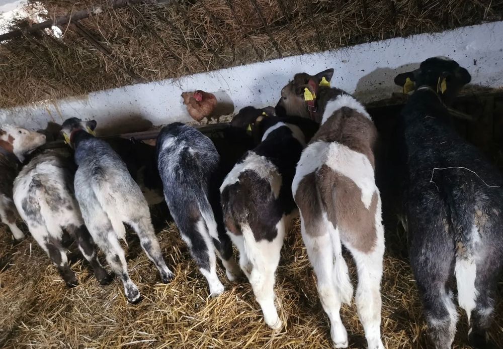 Aduc viței de rasă în toată România