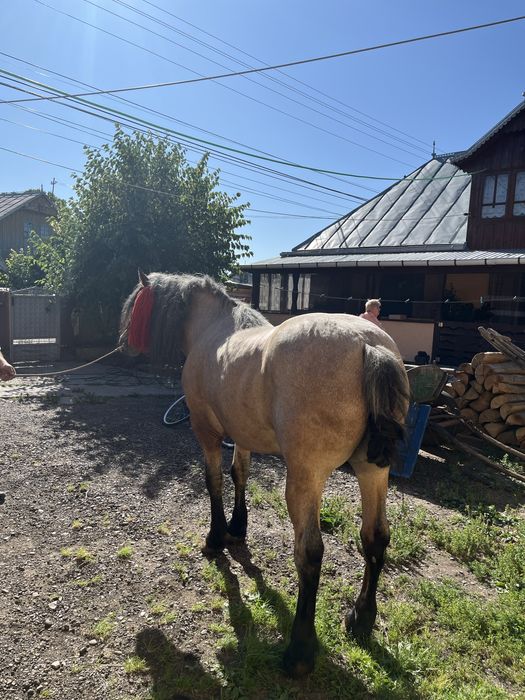 De vazare cal castrat