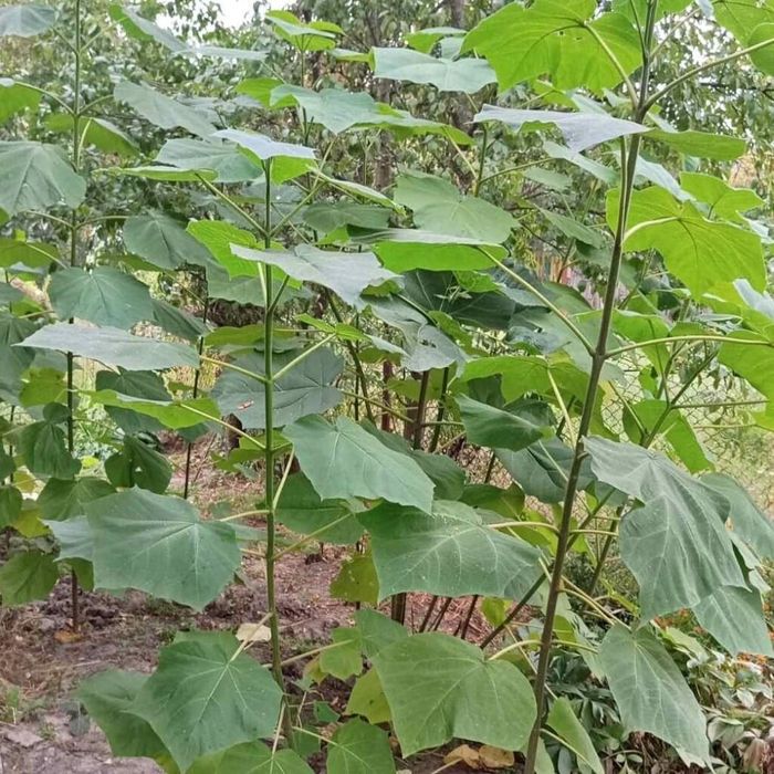 *Павловния Ағаш көшеті сатылады.Сорты-Фте. Суыққа төзімді болады.Көлең