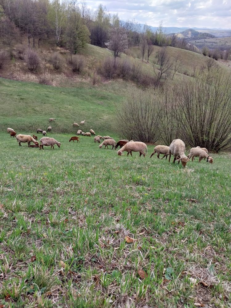 Vand 60 oi . Pret detalii la nr de trlefon afisat mai sus.