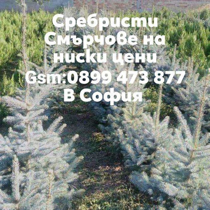 Сребристни елхи и смърчове