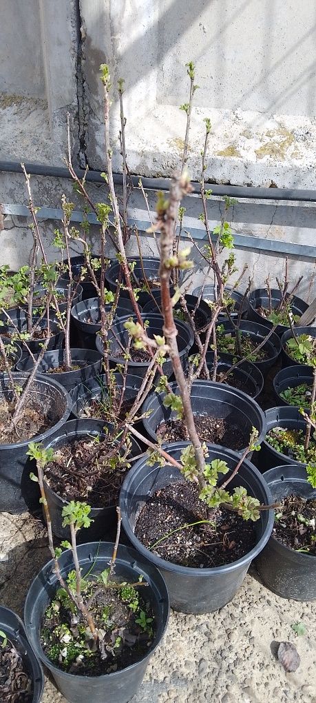 Vindem trandafiri de dulceață la ghiveci și coacăz roșu la ghiveci