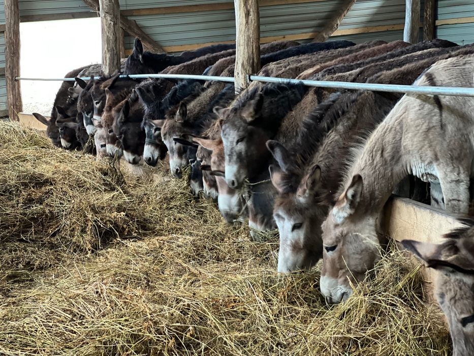 Oportunitate rară! Turmă de 170 măgari disponibili imediat!