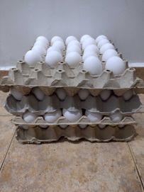 Продава оплодени яйца от бял Легхорн и Ломан Браун