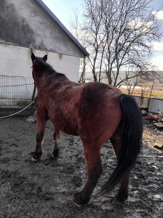 Iapa grasa pt abator