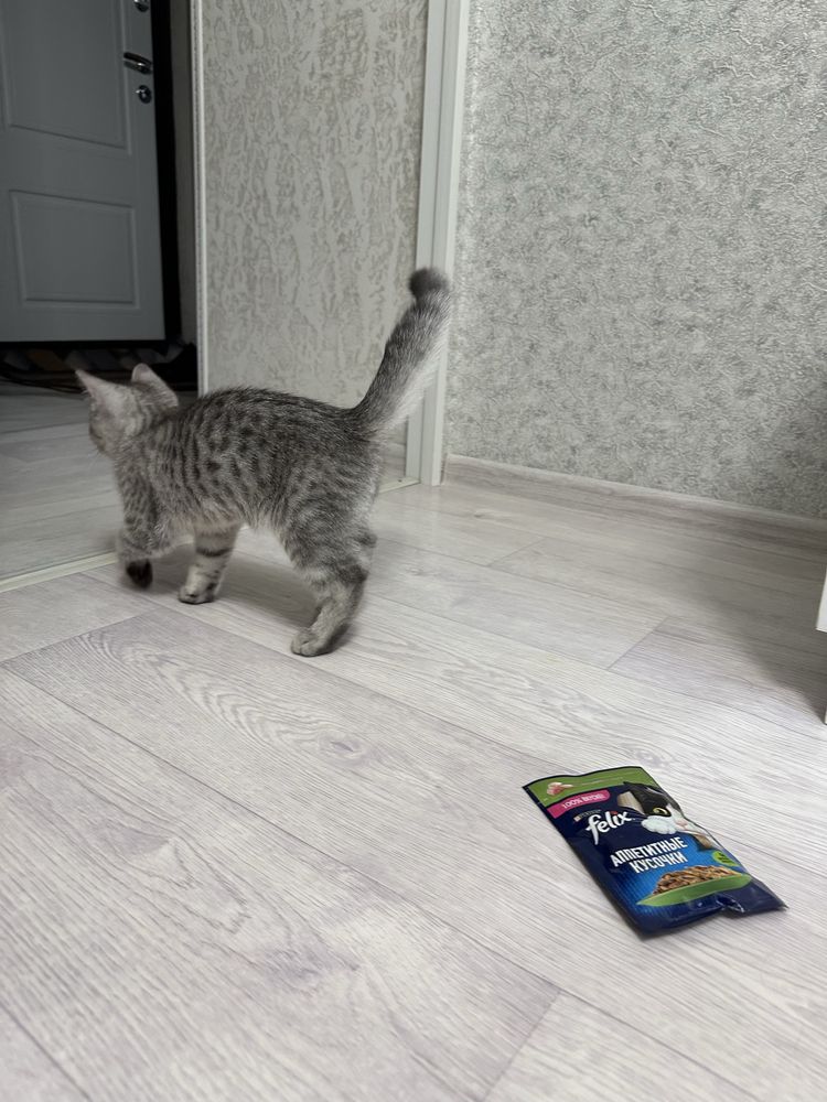 Продается породистый котёнок