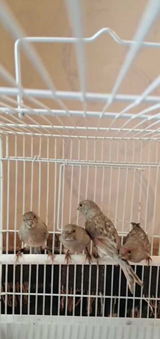 Канарейка певчая.