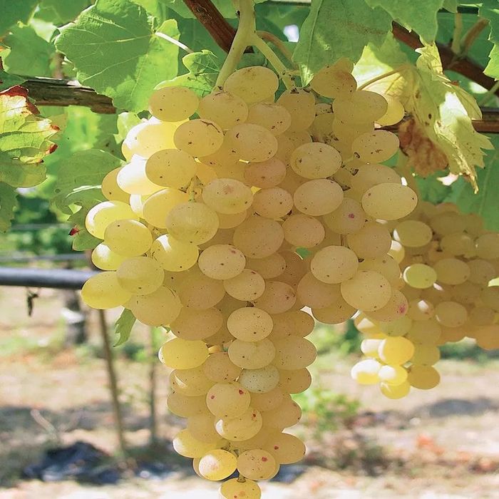 Calitatea 1 struguri de vin