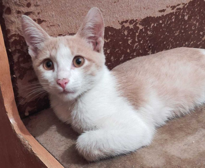 Милые котята в добрые ручки.