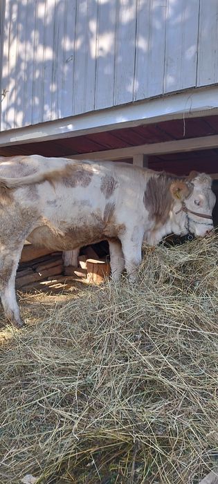 Vând doua vițele crescute bio din zonă de deal de 6 luni respectiv 4