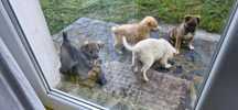 Cei Mai frumosi catei spre adoptie