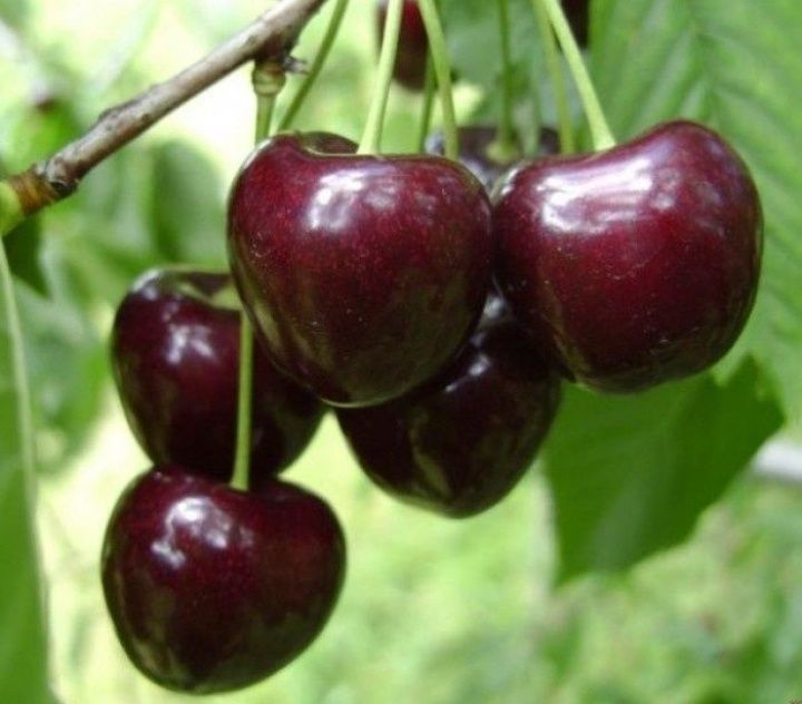 Cires (Soiul Regina )