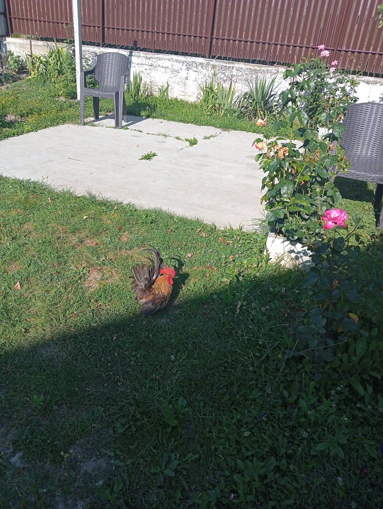 Cocoșel chabo de vanzare