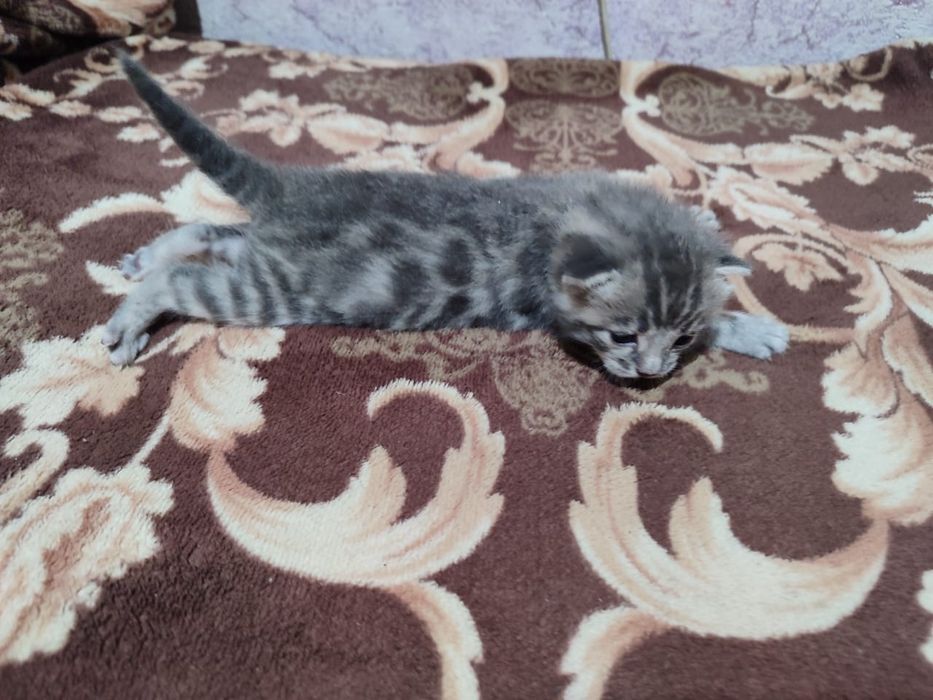 Продам бенгальских котят