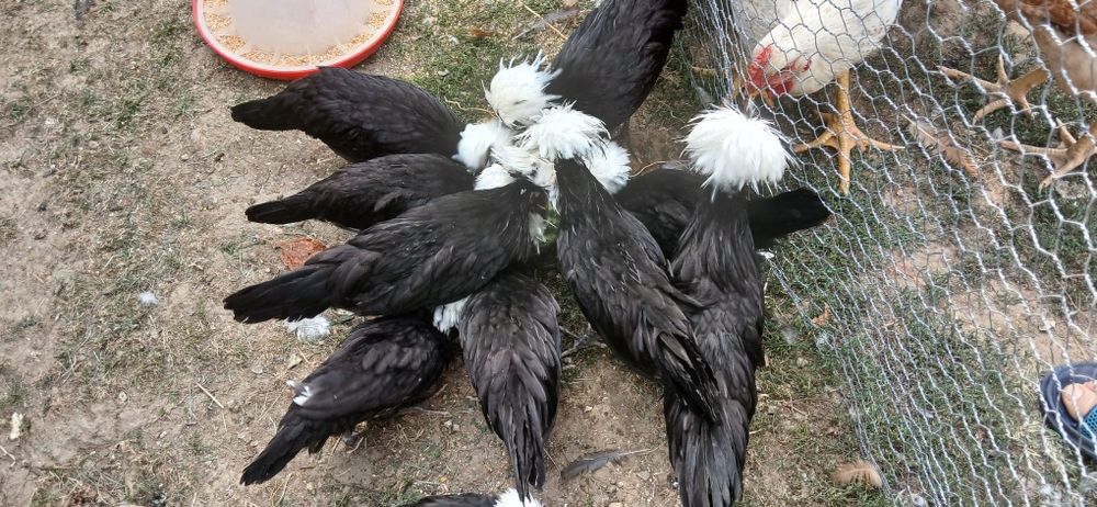 Vând moțați olandezi!