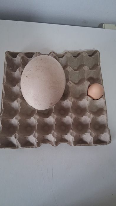 Vand struti maturi sau schimb