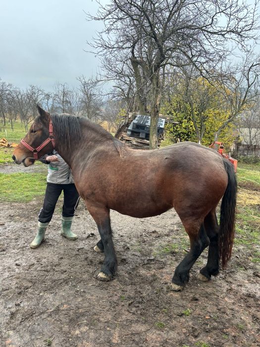 Vănd mânză de doi ani jumate
