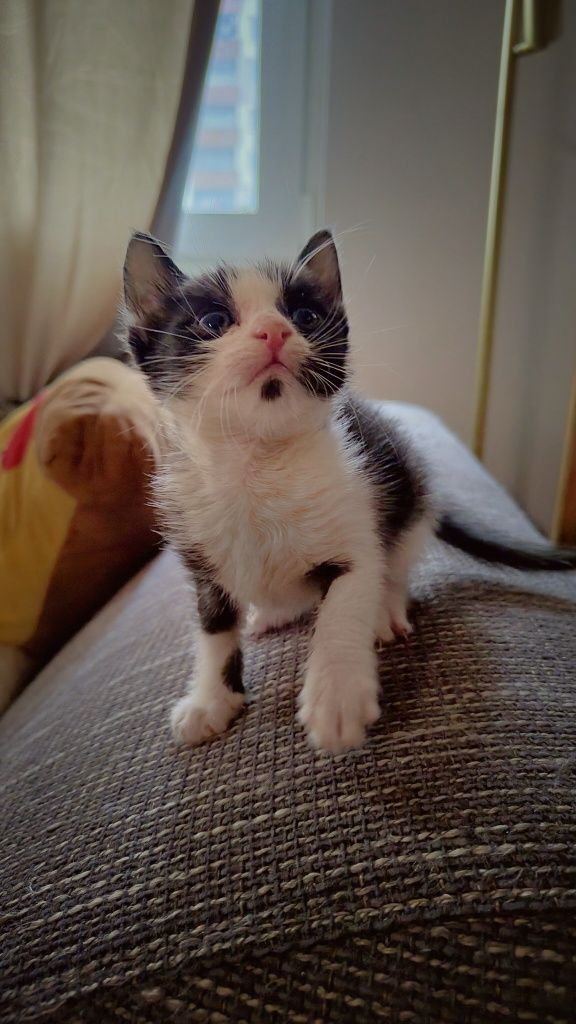 Малко коте търси дом