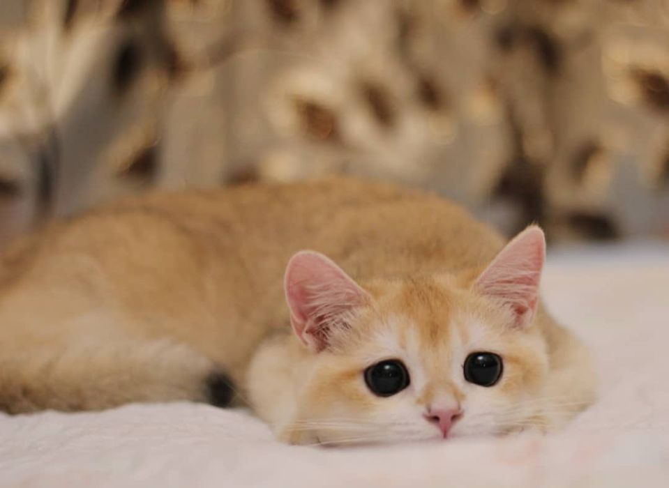 Британские котята золотые шиншиллы