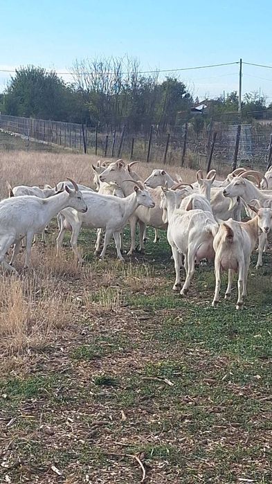 Capre Saanen de vânzare