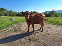 Vaca de vânzare in Târșolț Satu Mare