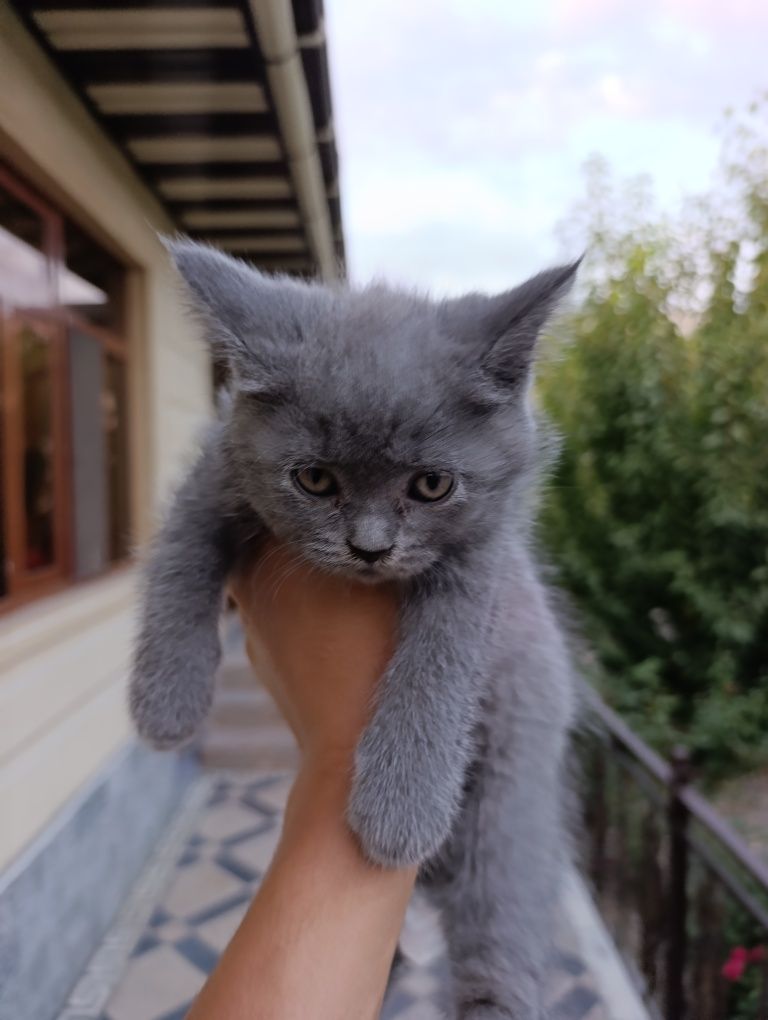 scottish fold bolachalari