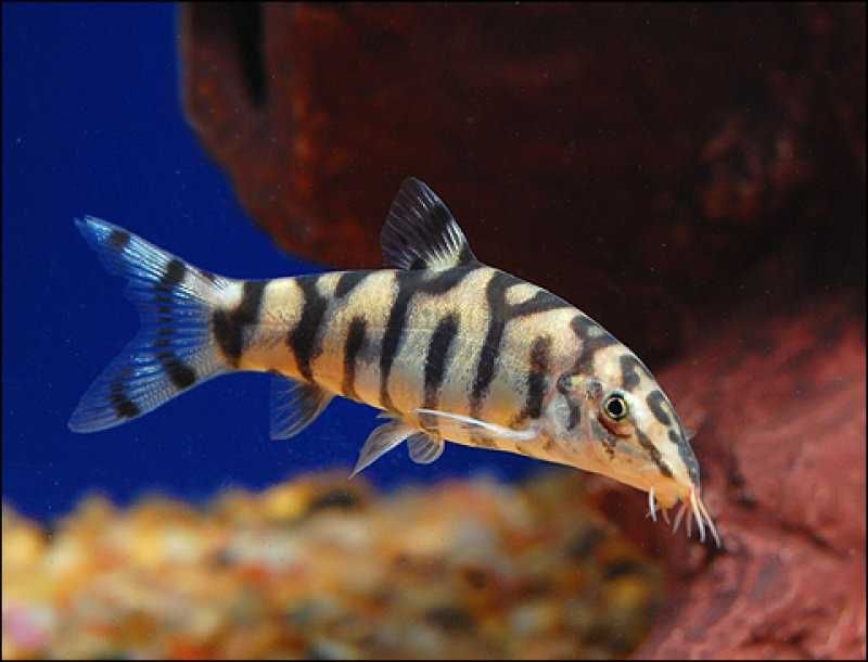 Боция мраморная – рыбка «Yo-Yo»